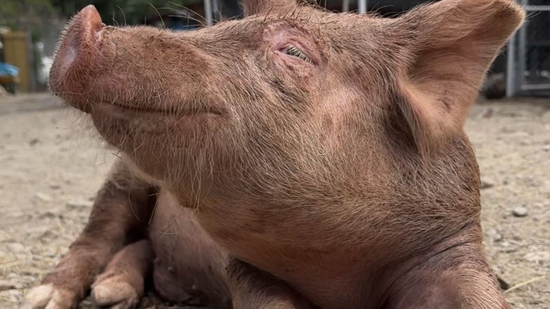 Cerdo rescatado en un santuario.