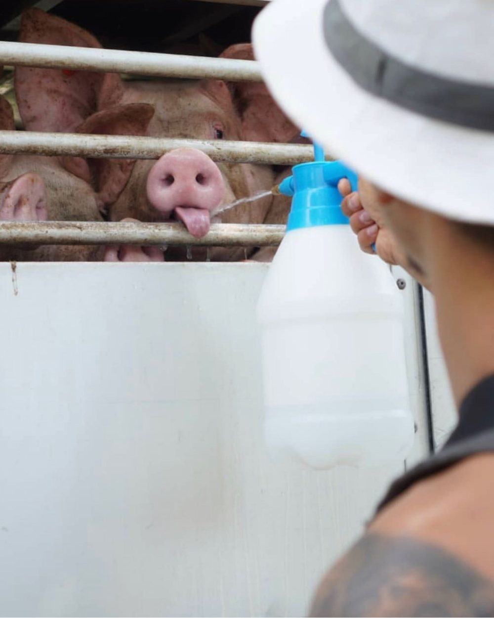 Activista da agua con un pulverizador a cerdos confinados en un camión de transporte.