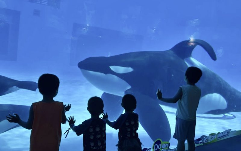 Niños observan una orca en cautividad tras el cristal de un acuario.